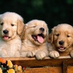 PuppiesMakeMeHappy