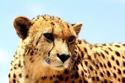 Андрей Украинец