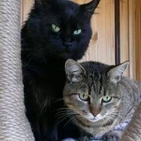 Татьяна Мисник