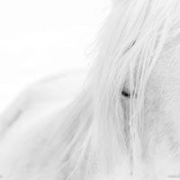 Josep Maria Forné LLadó