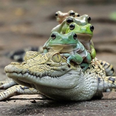 Random Crocodile 🎗