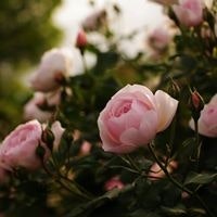 Lê Thị Tuyết Nga