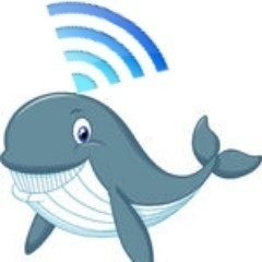 Wifi Whale