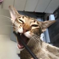 Анатолий Хомич