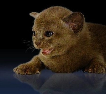 Copper Cat Creations