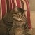 ProductHunt profile picture for @lilo