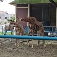 Showana Jarry Showana