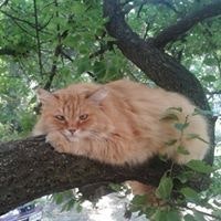 Дмитрий Есин