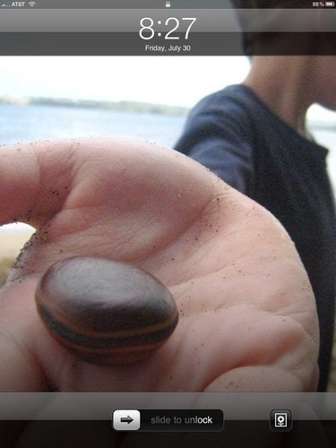 tori wilder williams