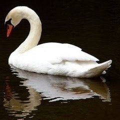 Swan Pimp
