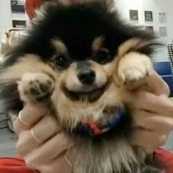 Yeontan