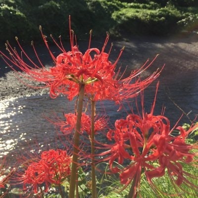 Fauzi - [ファウジ]