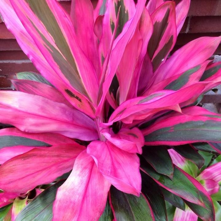 Eileen RichmondBoyce