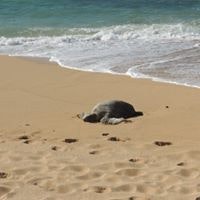 Serena Aber Belluschi