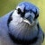Blue J