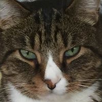 Виктор Соловьев