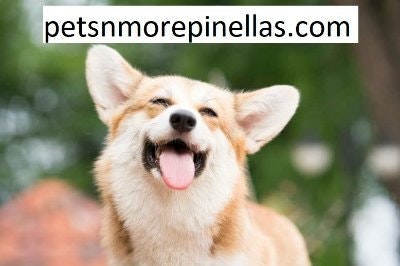 petsnmorepinellas.com
