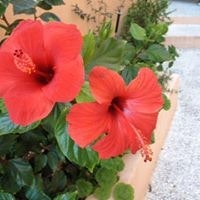 Catherine Scotti Vivès