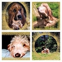 Andrea Veden Seubert