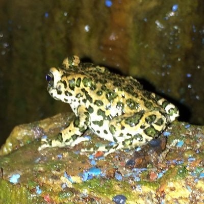 Дима Петров