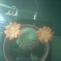 Ольга Ахмеджанова