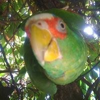 Janice Halbinger Wilson