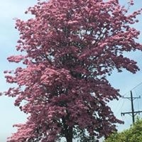 Olga Lucia Villegas Borrero