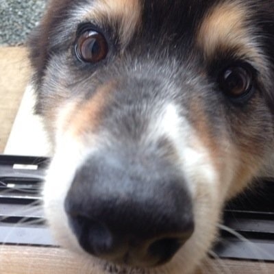 かヾ(＠⌒ー⌒＠)ノめ