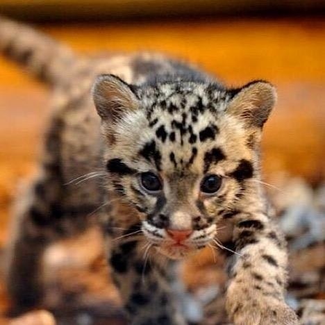 けーしちゃん (｡･ε･｡)ﾑｰﾝ