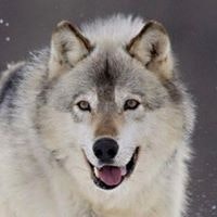 Владимир Сокирко