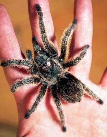 Asaf Peeri (Dropzone)