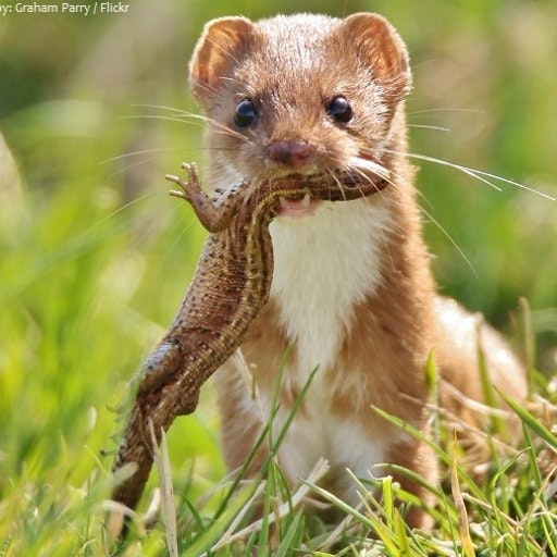 Weasel
