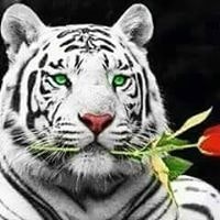 خالد محمد حامد