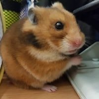 Софья Андреевна