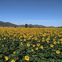 Κωστας Παλιουρας