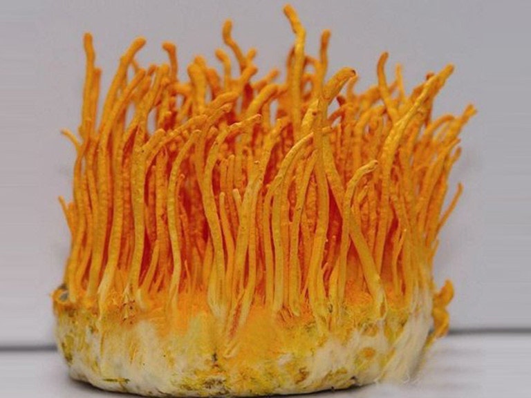 Đông Trùng Hạ Thảo