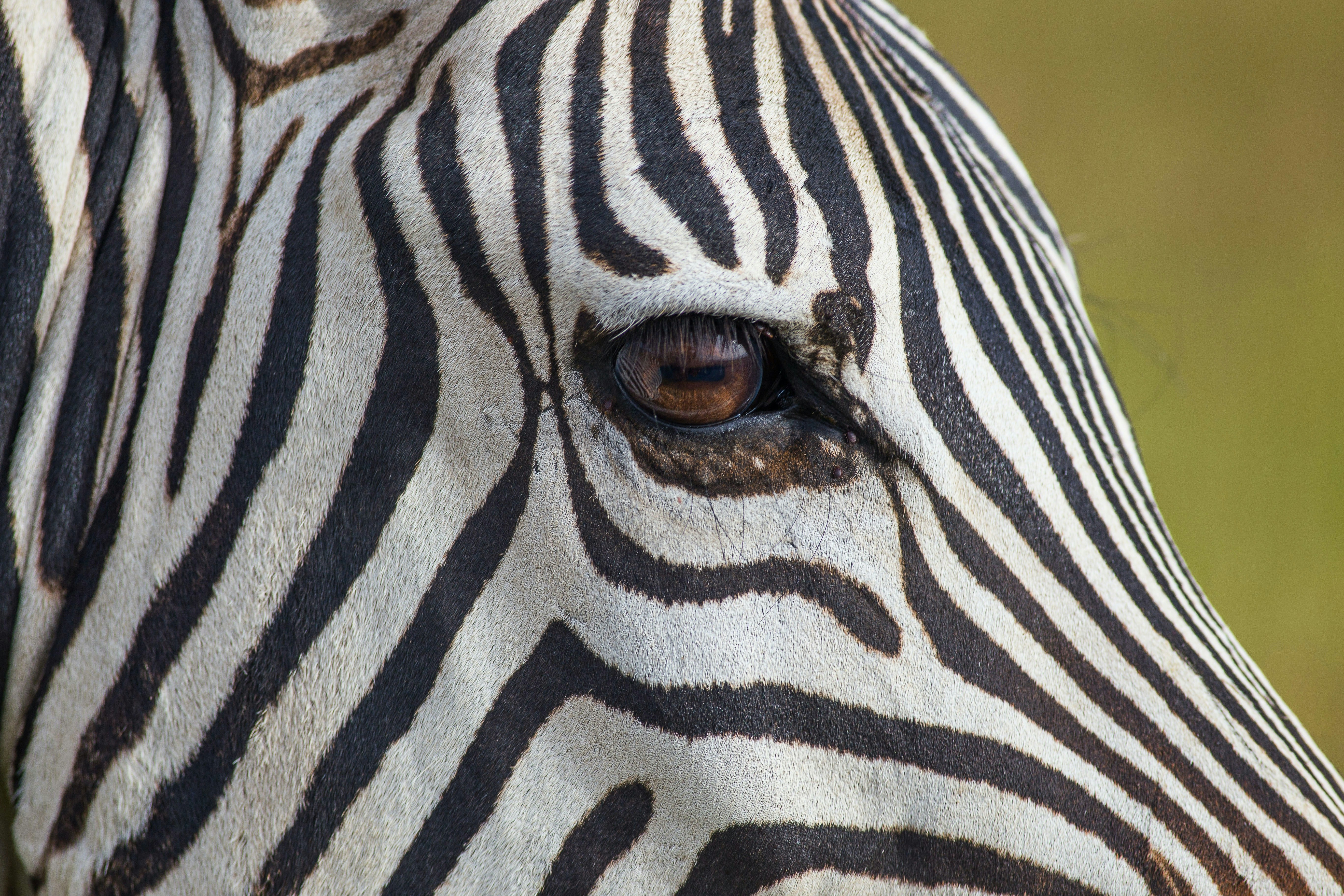 Features Africa Journeys