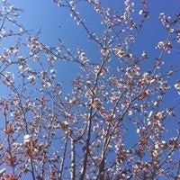 Almila Gökçe Günaydın