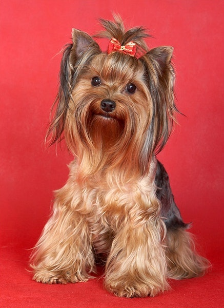 Собака Печка