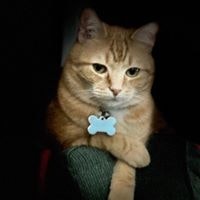 ProductHunt profile picture for @neva