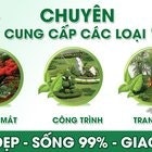 Hoa Cảnh Quang Vỹ