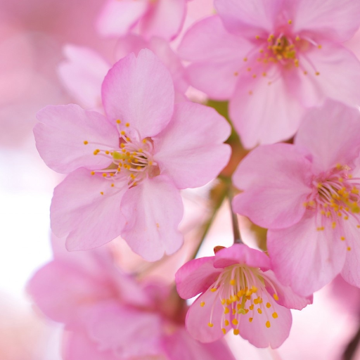 Si Yin Tham ⚔️ 252