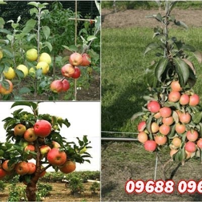 Cây giống Vĩnh Phúc