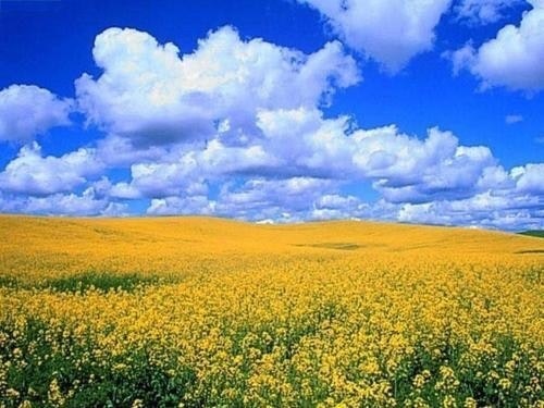 Андрій Дрозд