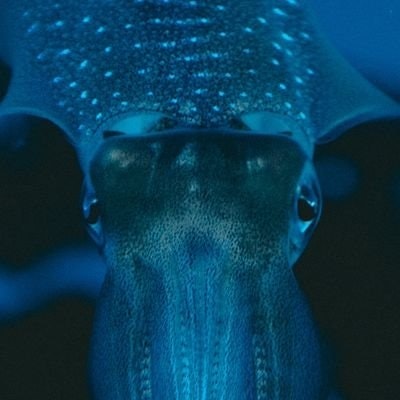 🐙🦑I. Susurrus🦑🐙