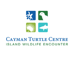 Cayman Turtle
