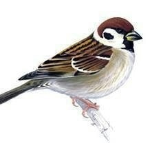 Блюдо ягодных костей