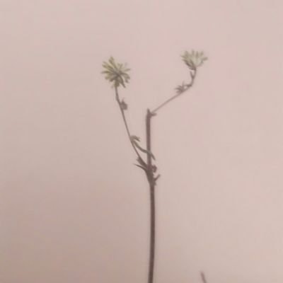 XxnicermoonxX {Active}