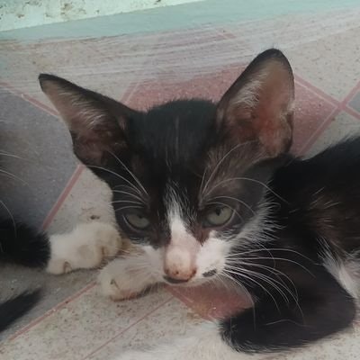 பென் ஜான்சன் / Ben