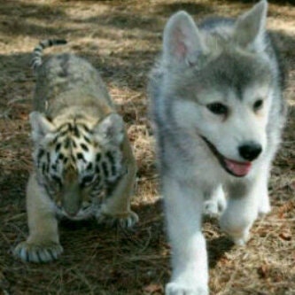 نايف عبد المحسن النا